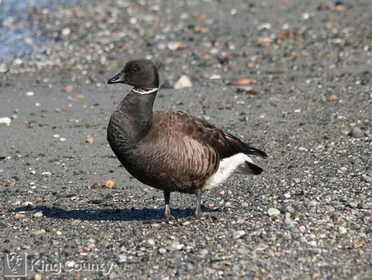 Photo of Brant - Branta bernicla