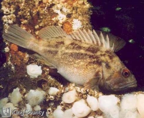 Photo of Brown Gravid Rockfish - Sebastes auriculatus