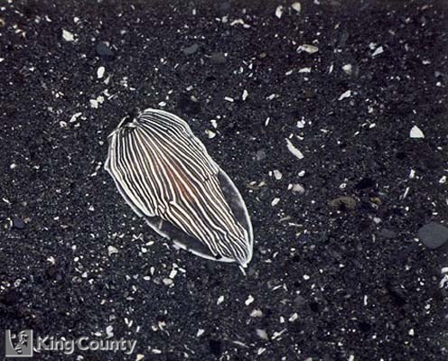 Photo of Striped Nudibranch - Armina californica