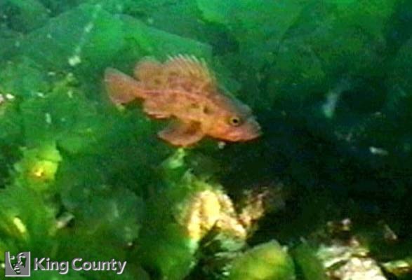 Photo of Brown Rockfish - Sebastes auriculatus