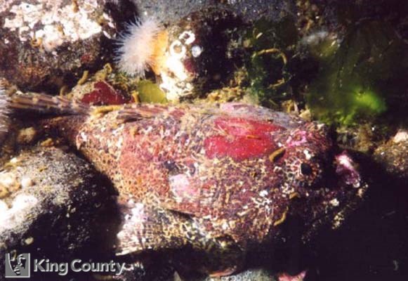 Photo of Buffalo Sculpin - Enophrys bison