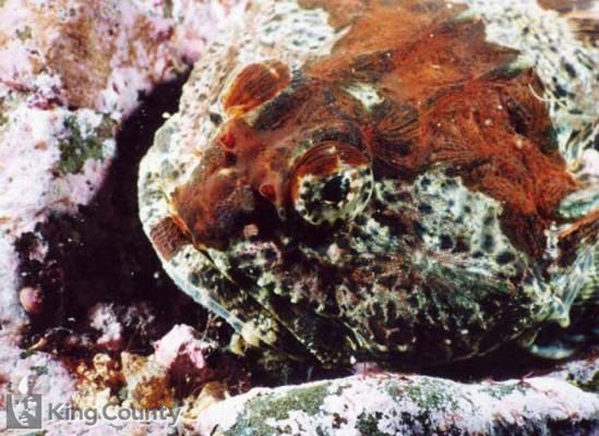 Photo of Buffalo Sculpin - Enophrys bison