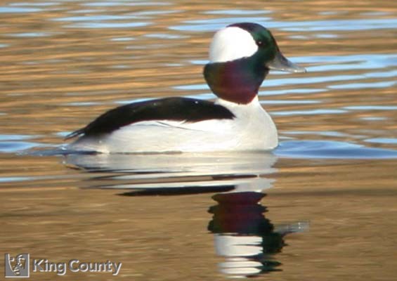 Photo of Bufflehead - Bucephala albeola