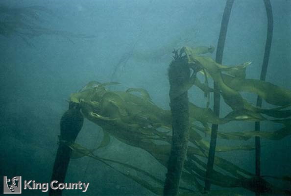 Photo of Bull Kelp - Nereocystis luetkeana