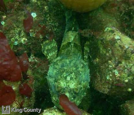 Photo of Great Sculpin - Myoxocephalus polyacanthocephalus