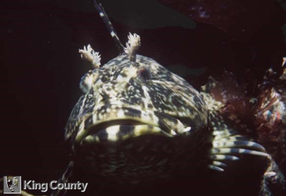 Photo of Cabezon - Scorpaenichthys marmoratus