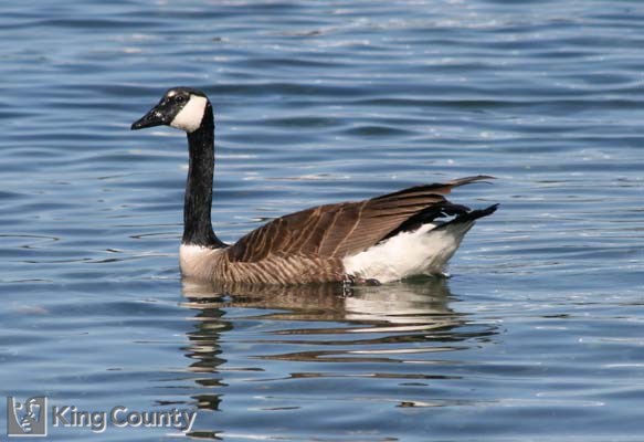 Photo of Canada Goose - Branta canadensis