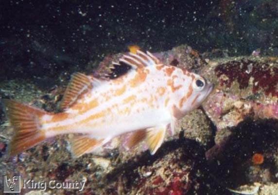 Photo of Canary Rockfish - Sebastes pinniger