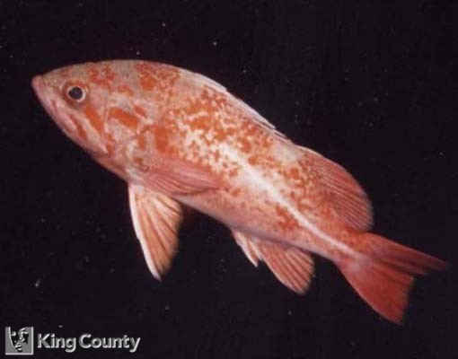 Photo of Canary Rockfish - Sebastes pinniger
