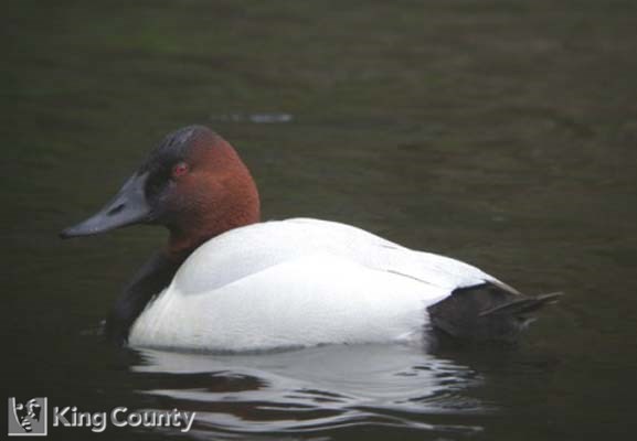 Photo of Canvasback - Aythya valisineria