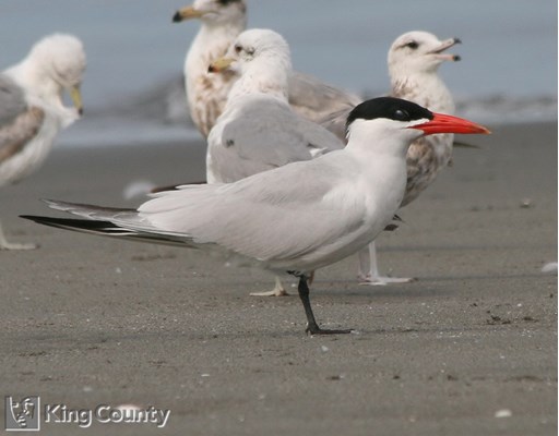 Photo of Sterna caspia