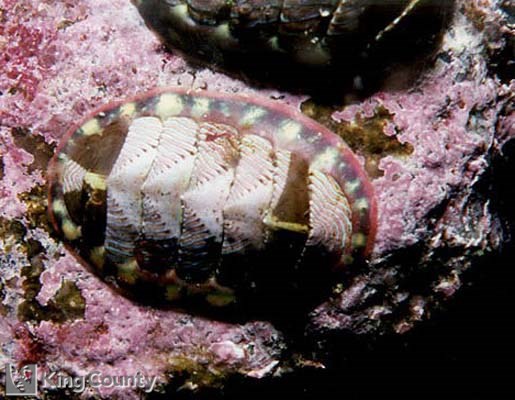 Photo of Lined Chiton - Tonicella lineata