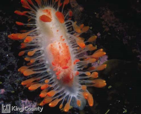 Photo of Cockerell's Dorid - Limacia cockerelli