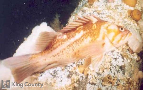 Photo of Copper Rockfish - Sebastes caurinus