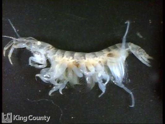 Photo of Amphipod - Corophium salmonis