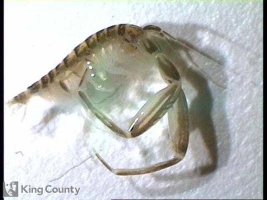 Photo of Amphipod - Corophium salmonis