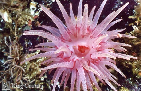 Photo of Crimson Anemone - Cribinopsis fernaldi