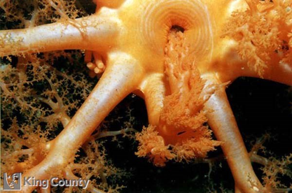 Photo of Orange Sea Cucumber - Cucumaria miniata