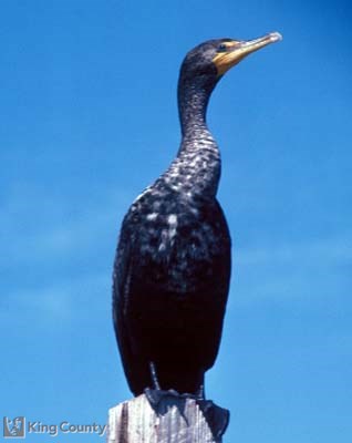 Photo of Double Crested Cormorant - Phalacrocorax auritus