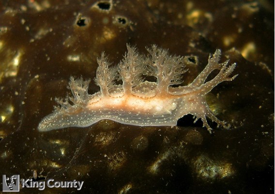 Photo of Dendronotus subramosus
