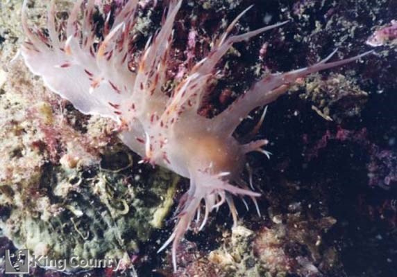 Photo of Nudibranch - Dendronotus iris