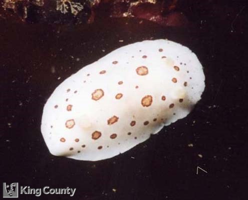 Photo of San Diego Dorid - Diaulula sandiegensis