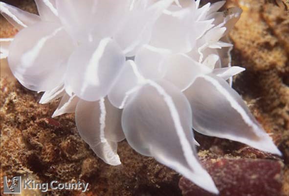 Photo of Alabaster Nudibranch - Dirona albolineata