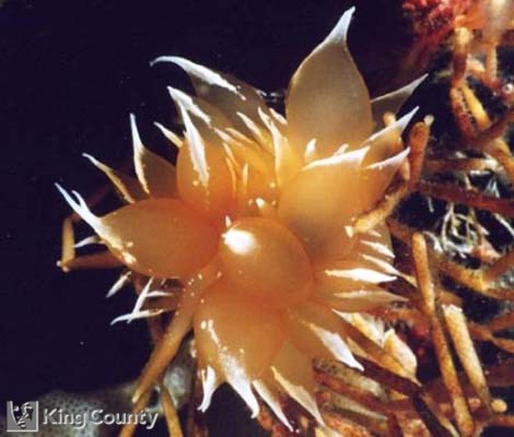 Photo of Gold Dirona - Dirona pellucida