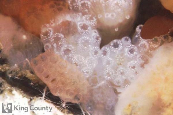 Photo of Tunicate - Distaplia occidentalis