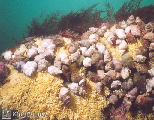 Photo of Dogwinkle Laying Eggs - Nucella lamellosa