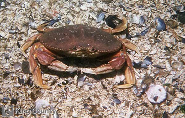 Photo of Dungeness Crab - Metacarcinus magister