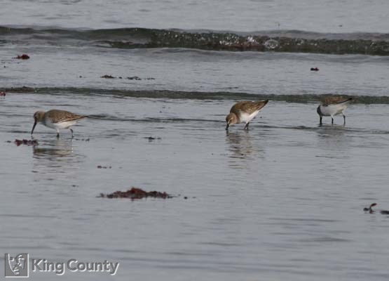 Photo of Dunlin - Calidris alpina
