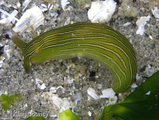 Photo of Eelgrass Sea Hare - Phyllaplysia taylori