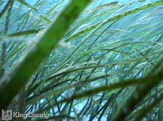 Photo of Eelgrass - Zostera marina