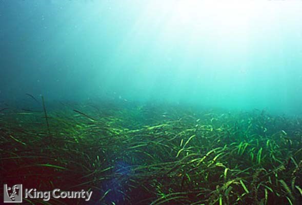 Photo of Eelgrass - Zostera marina