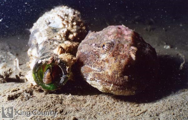 Photo of Buffalo Sculpin - Enophrys bison