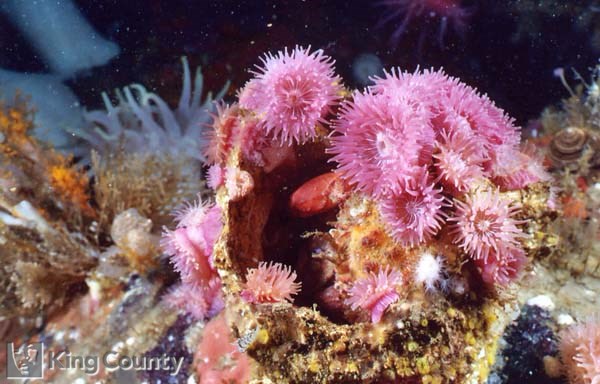 Photo of Proliferating Anemone - Epiactis prolifera