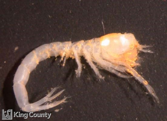 Photo of Amphipod - Eudorella pacifica