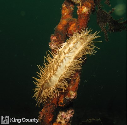 Photo of Eupentacta quinquesemita