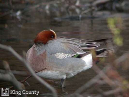 Photo of Eurasion Widgeon - Anas penelope