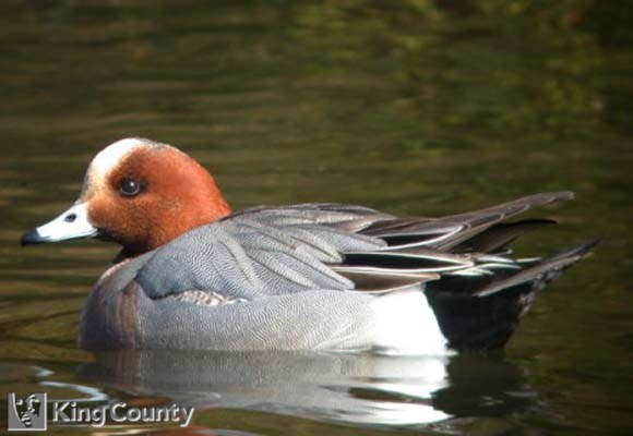 Photo of Eurasion Widgeon - Anas penelope