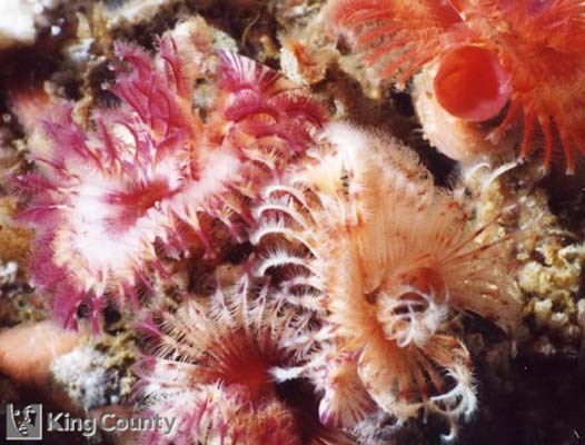 Photo of Feather Duster Worms - Serpula columbiana