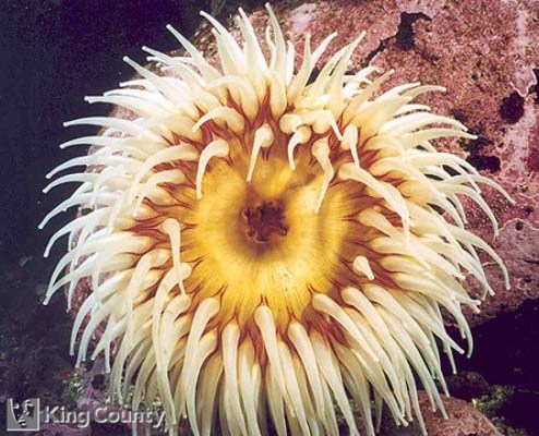 Photo of Fish Eating Anenome - Urticina piscivora