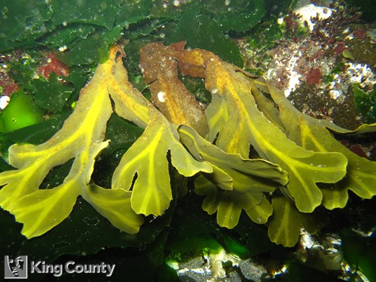 Photo of Fucus gardneri