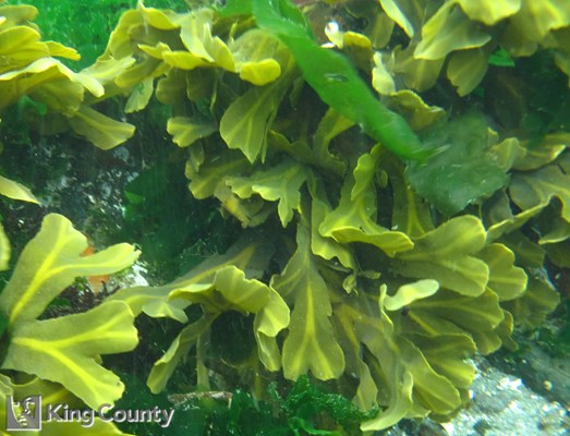 Photo of Fucus gardneri