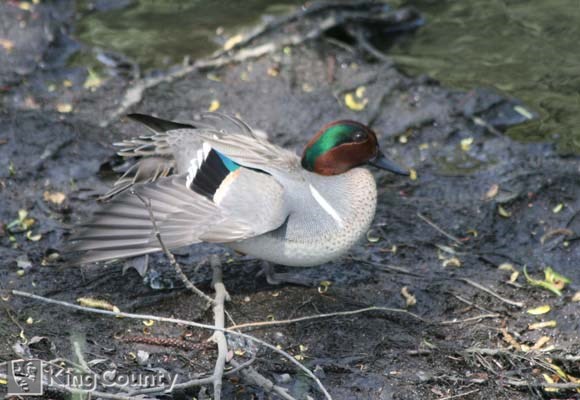 Photo of Green-Winged Teal - Anas crecca