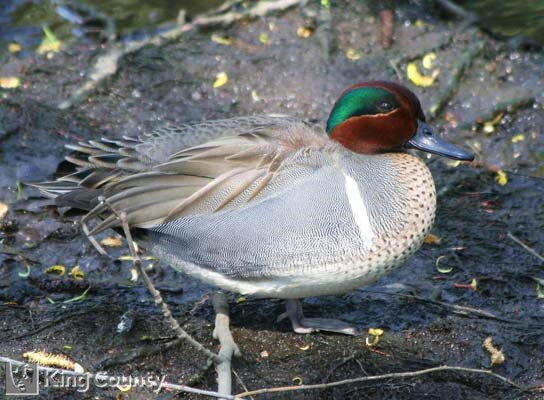 Photo of Green-Winged Teal - Anas crecca