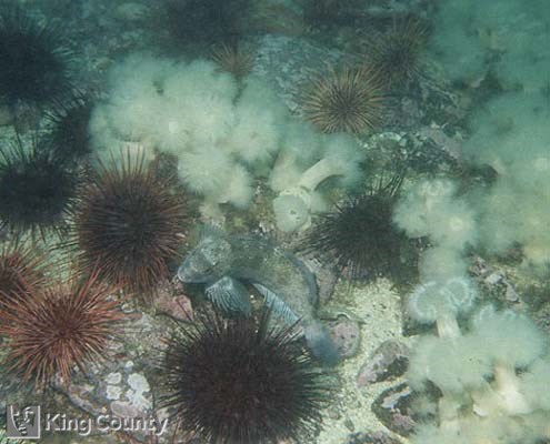 Photo of Kelp Greenling - Hexagrammos decagrammus