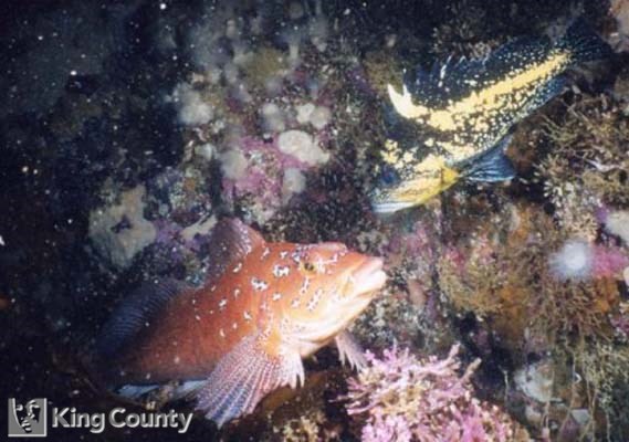 Photo of China Rockfish - Sebastes nebulosus