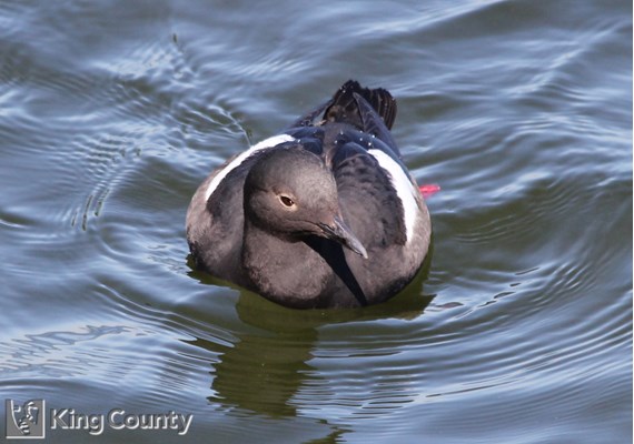 Photo of Cepphus columba